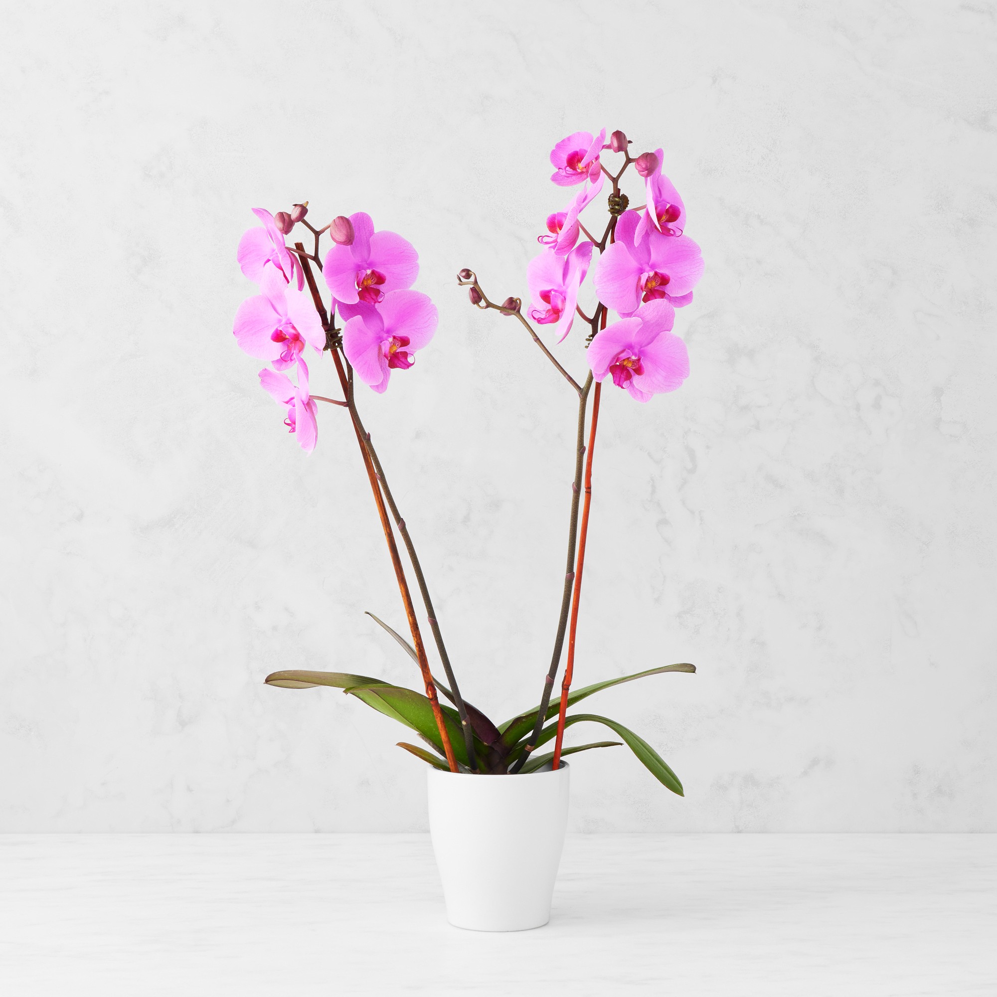 Fresh Double Pink Phalaenopsis Orchid in 5