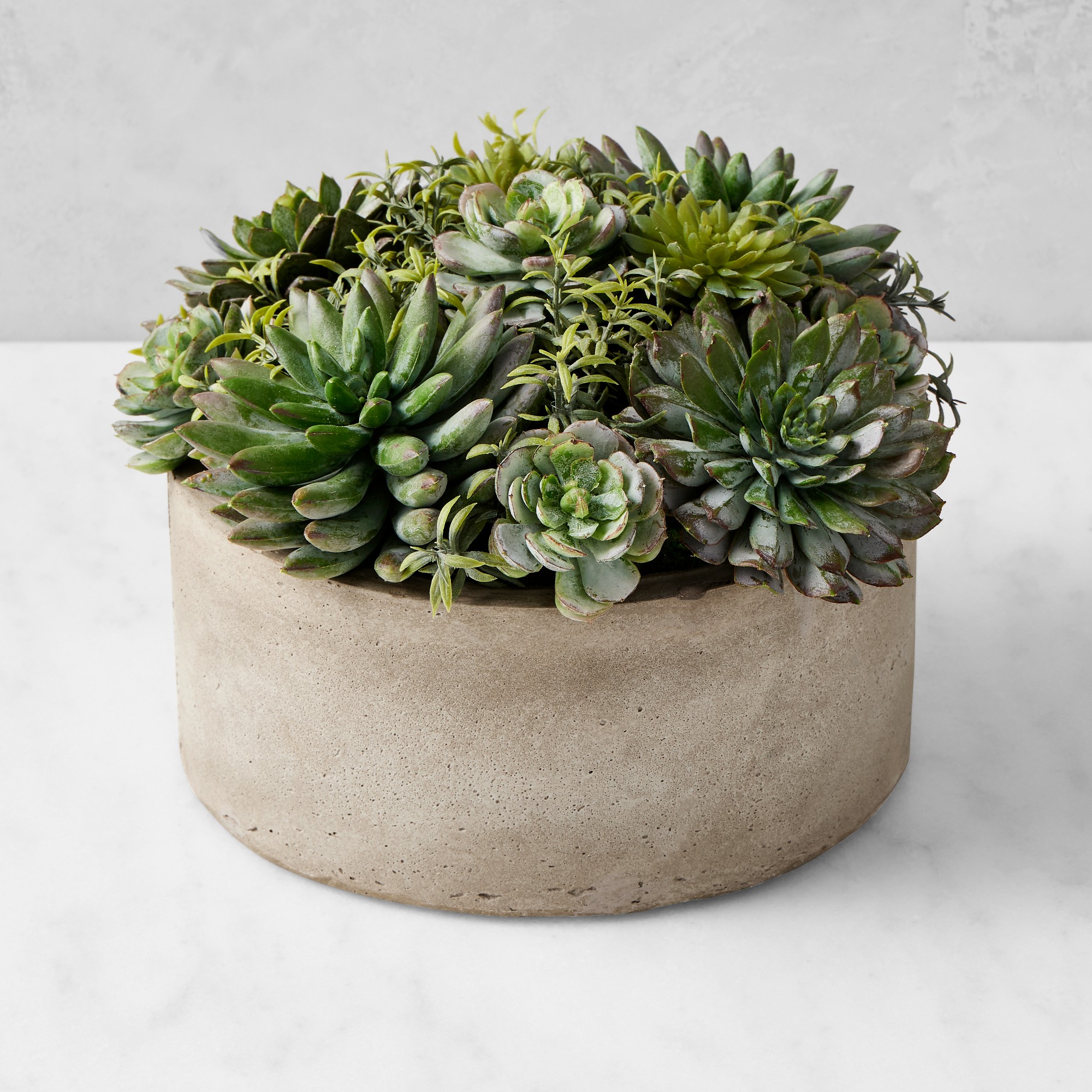 Jeff Leatham x Williams Sonoma Real Touch Faux Succulents in Round Pot, 7