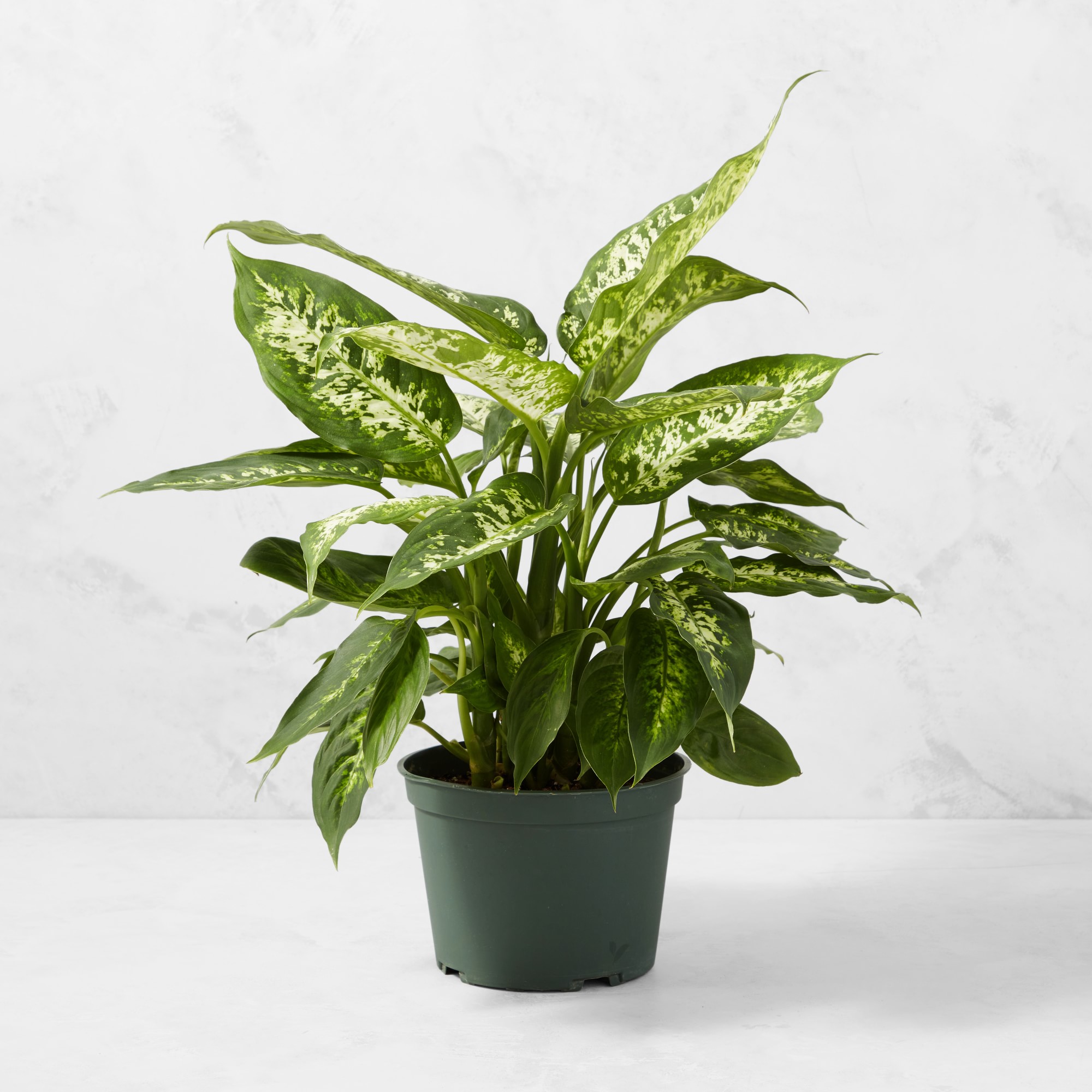 Live Dieffenbachia House Plant, 16