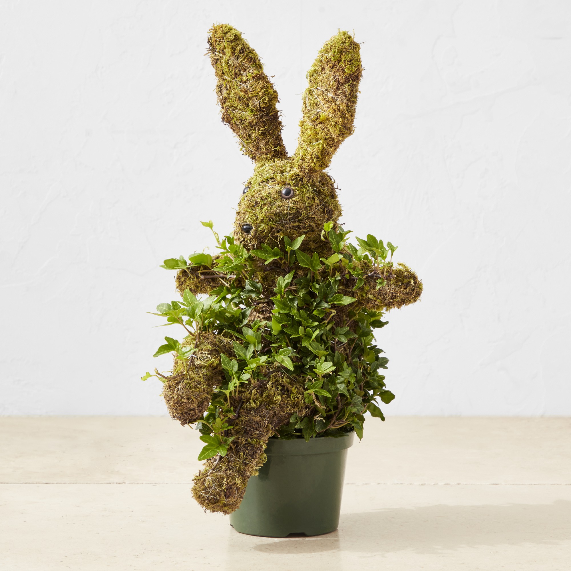 Potted Easter Bunny Ivy & Moss Live Topiary, 16
