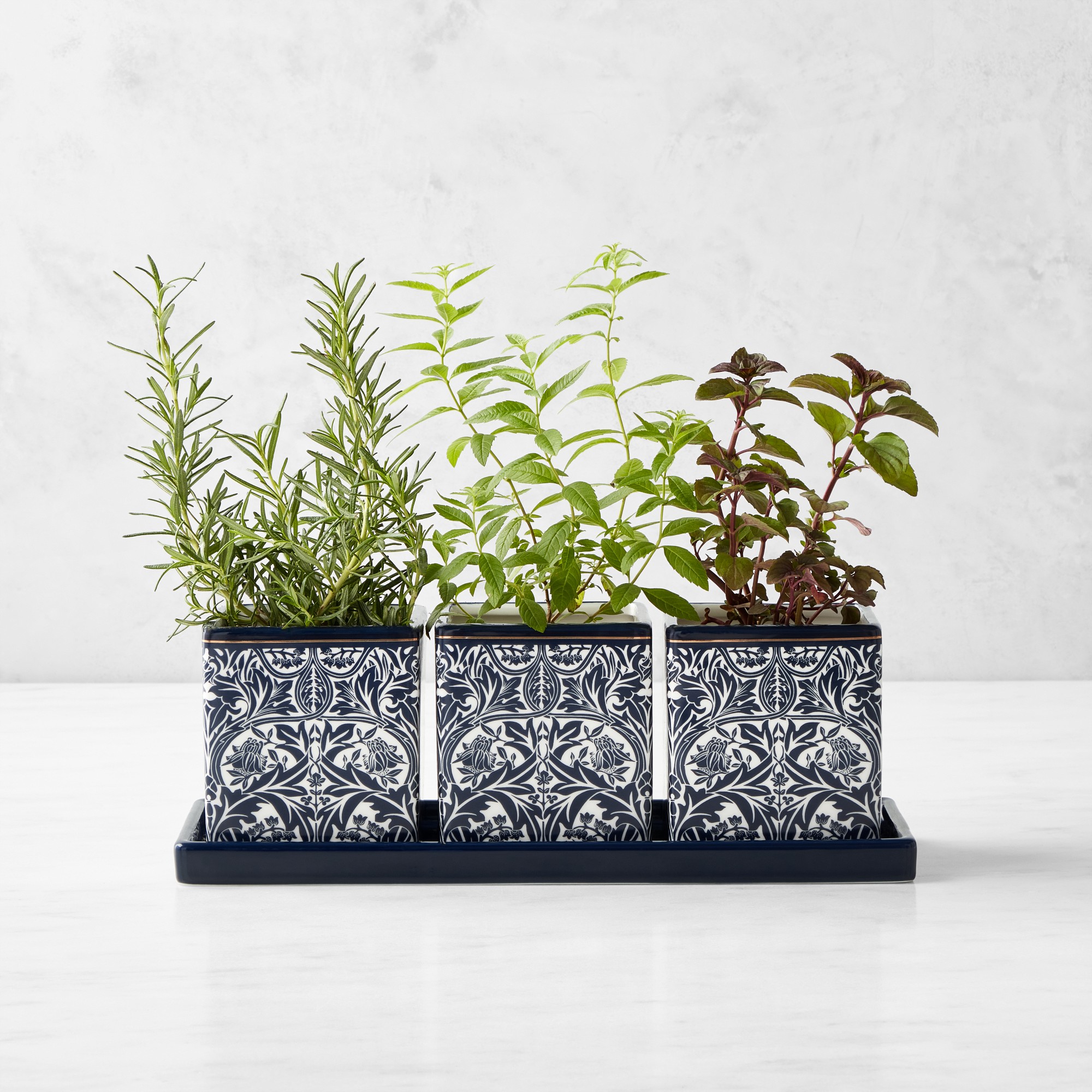 Morris & Co. x Williams Sonoma Bluebell Herb Planter Set