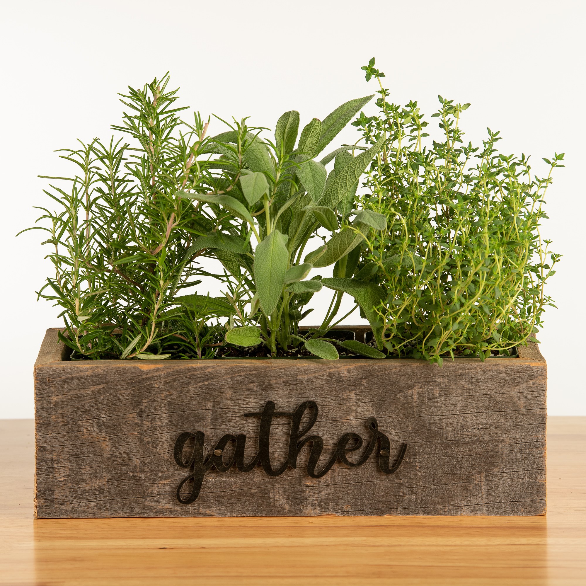 Live Triple Herb Garden in Gather Wooden Planter, 8