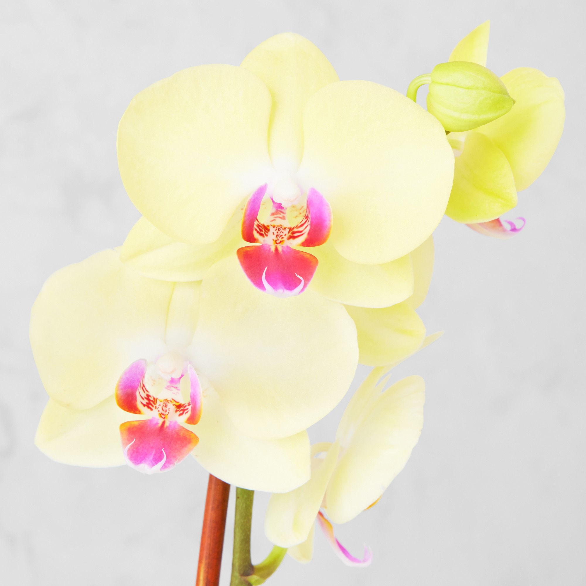 Fresh Double Yellow Phalaenopsis Orchid in 5