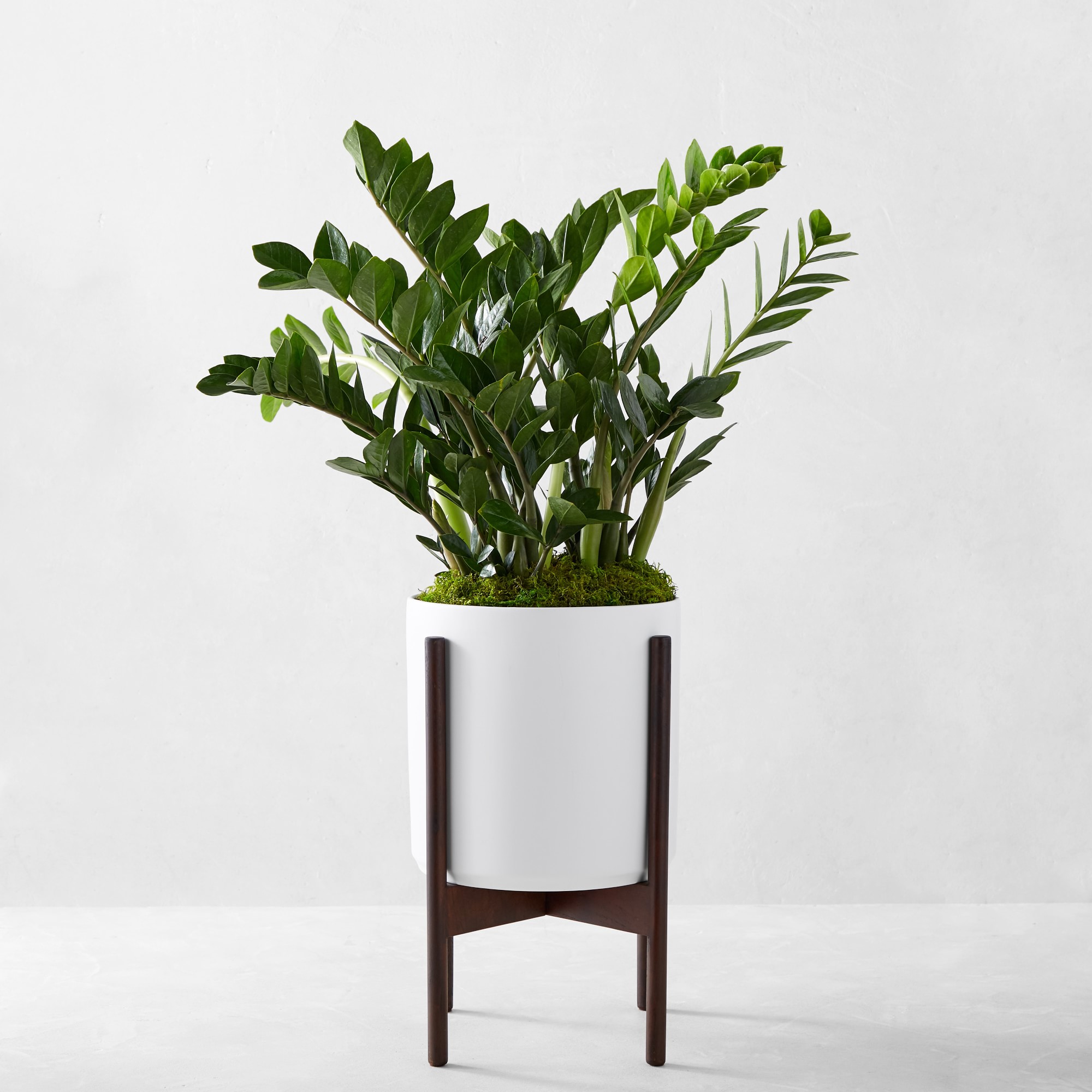 Live Large Zanzibar Gem Indoor House Plant, 1'-3'