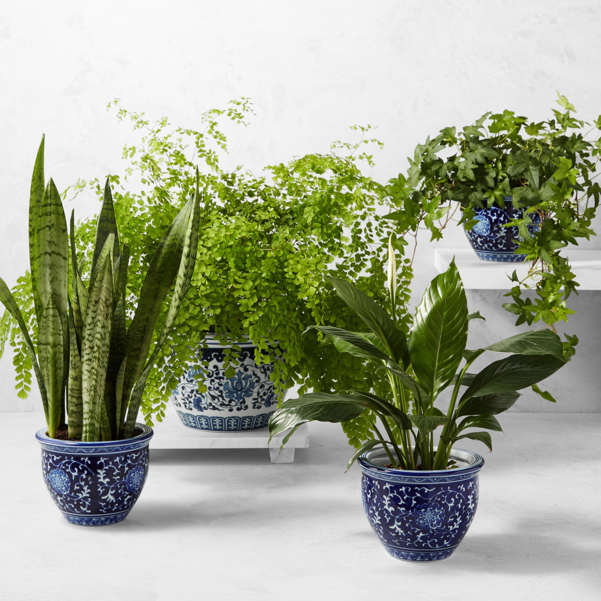 Live Sansevieria Snake House Plant, 16