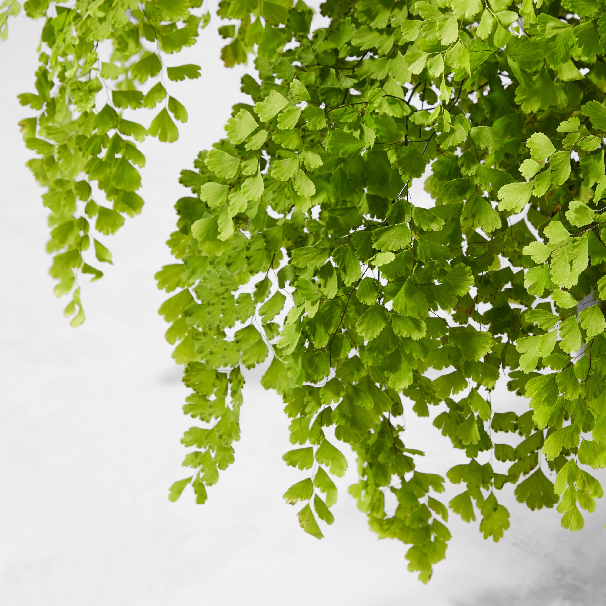 Live Maidenhair Fern House Plant, 18