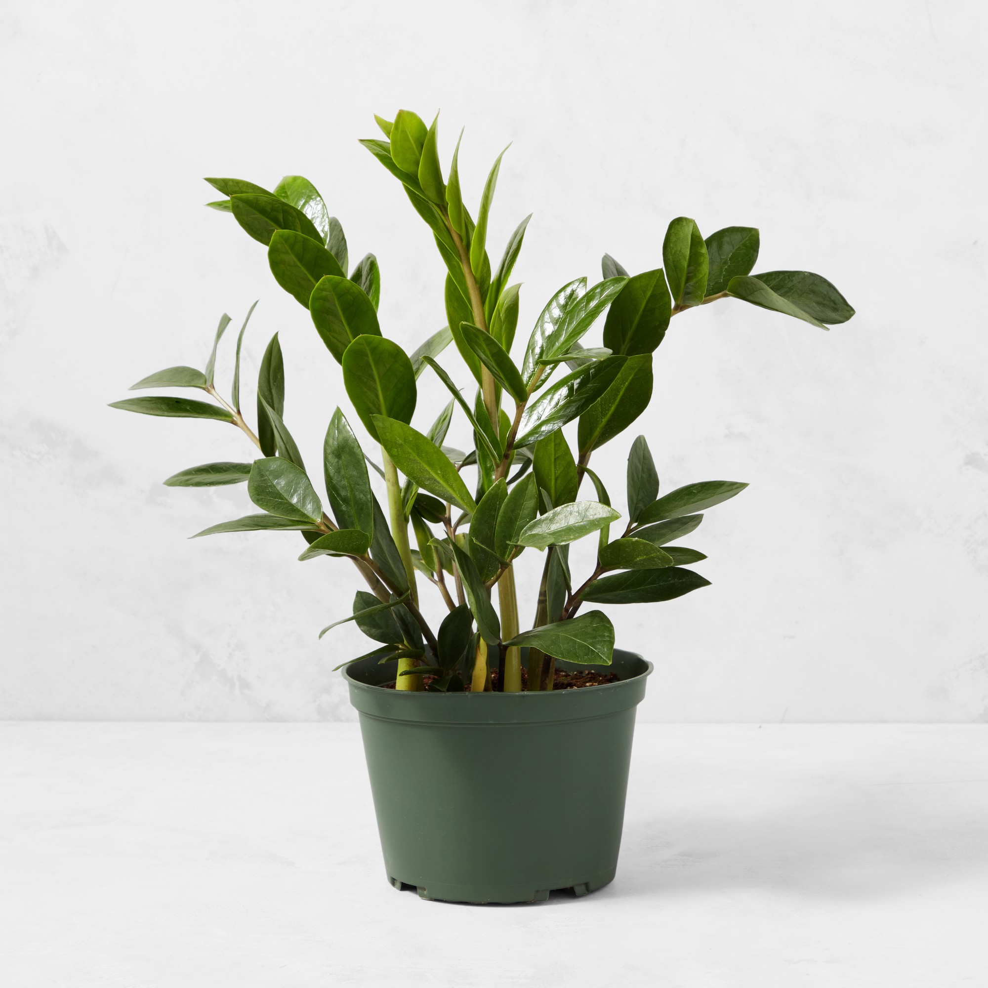 Live ZZ House Plant, 18