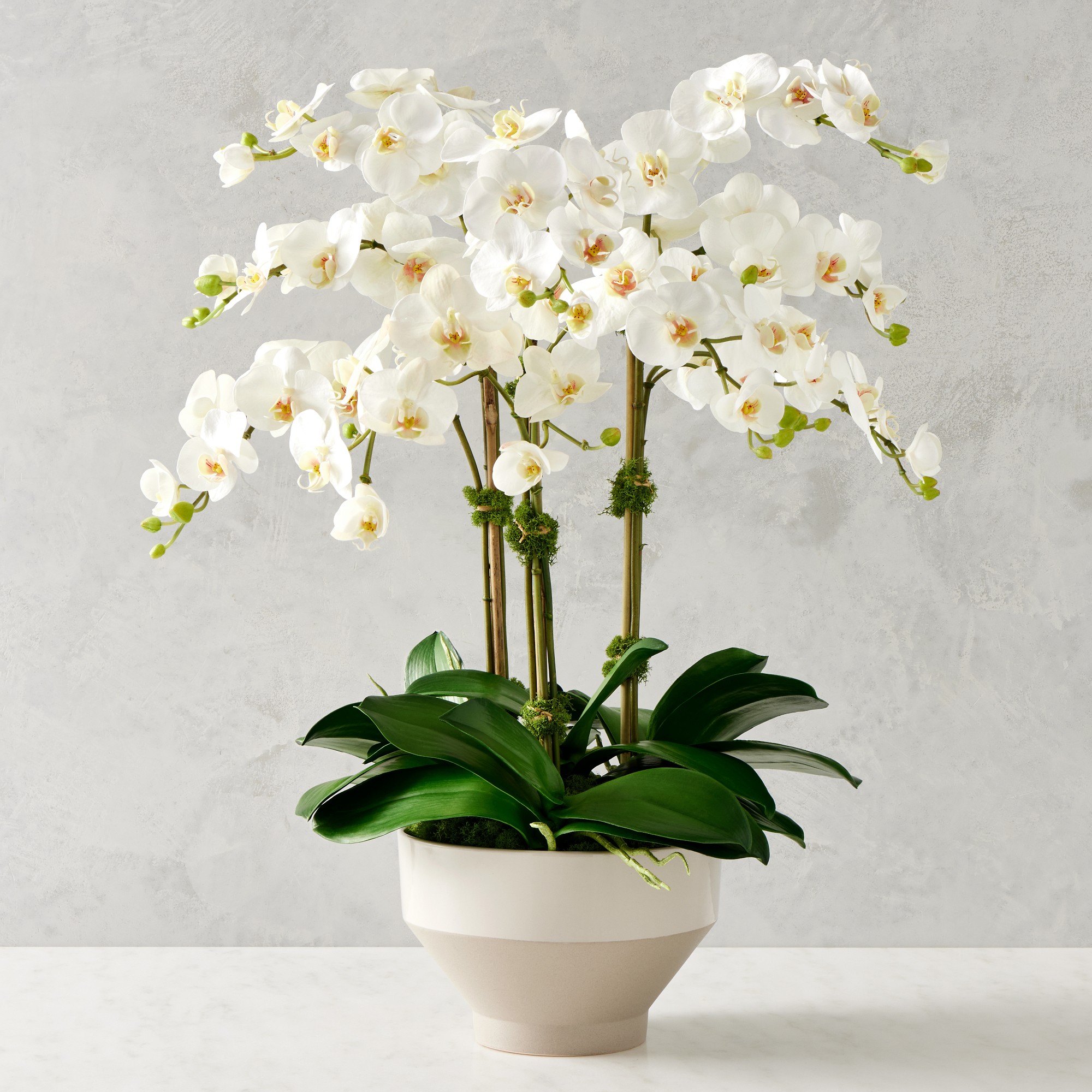 Jeff Leatham x Williams Sonoma Real Touch Faux White Phalaenopsis Orchid in Tapered Bowl, 25