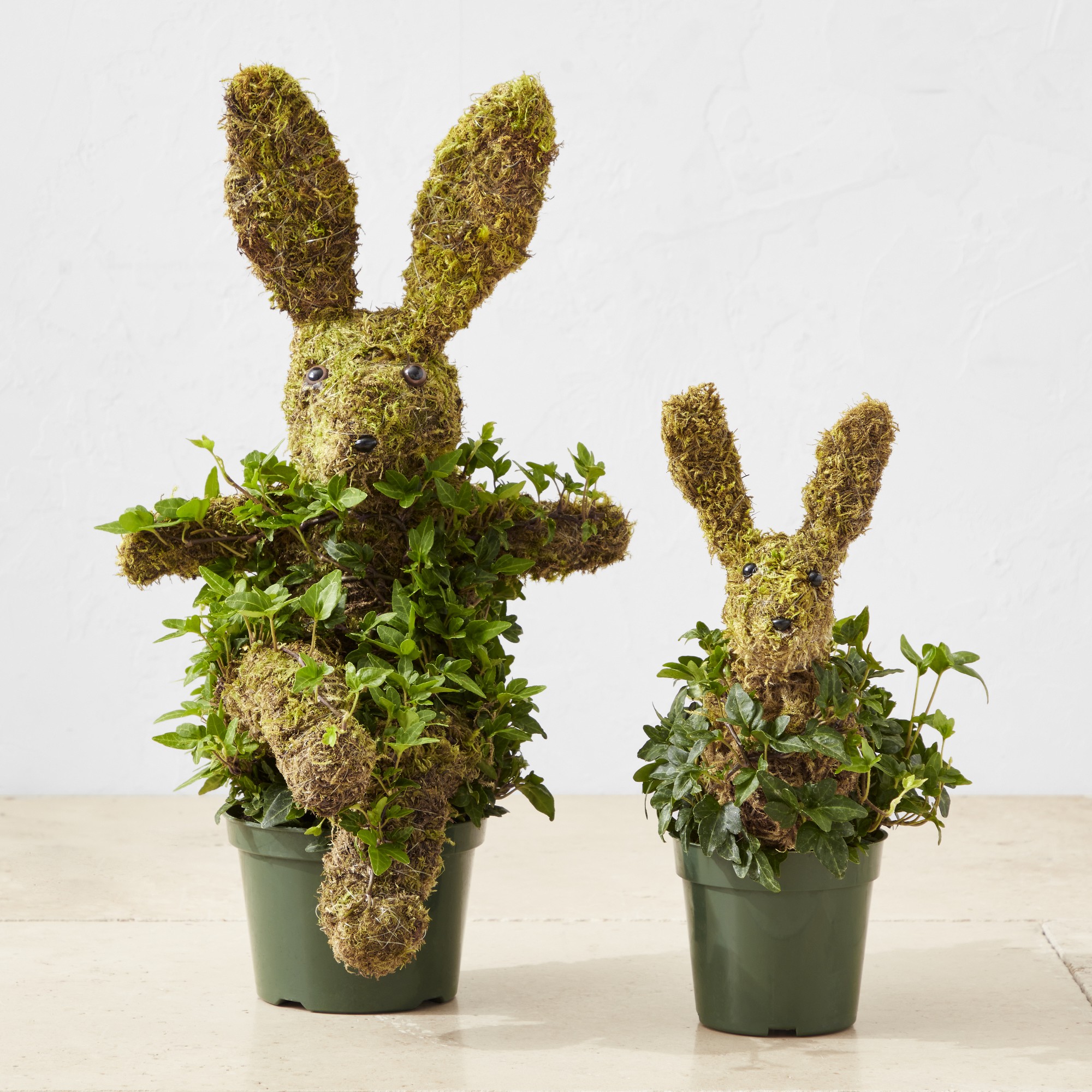 Baby Ivy & Moss Easter Bunny Live Topiary, 12