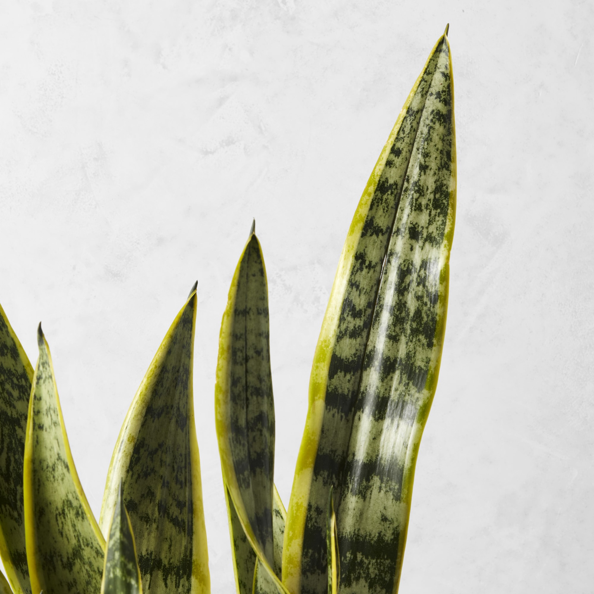 Live Snake Floor Plant, 27