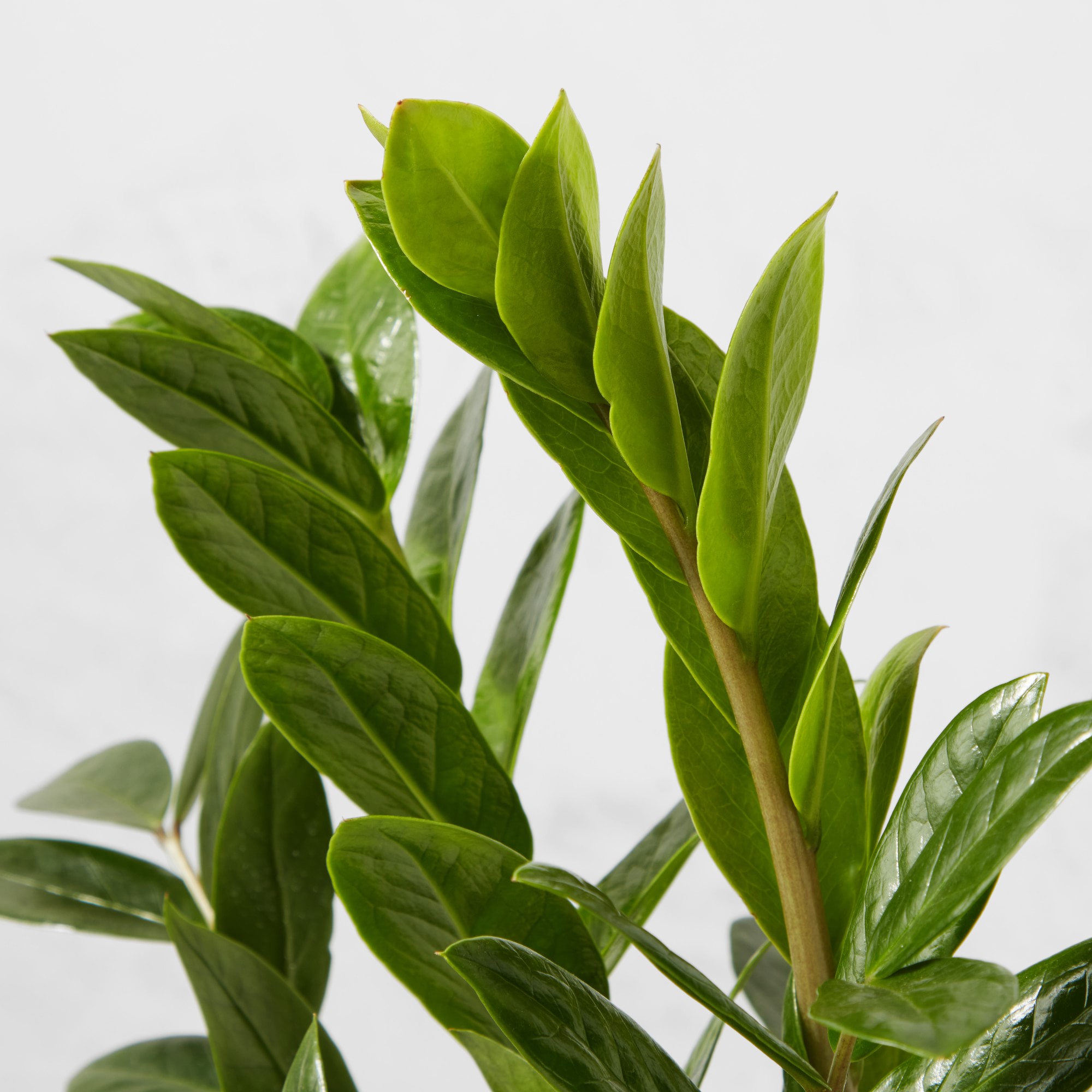 Live ZZ House Plant, 18