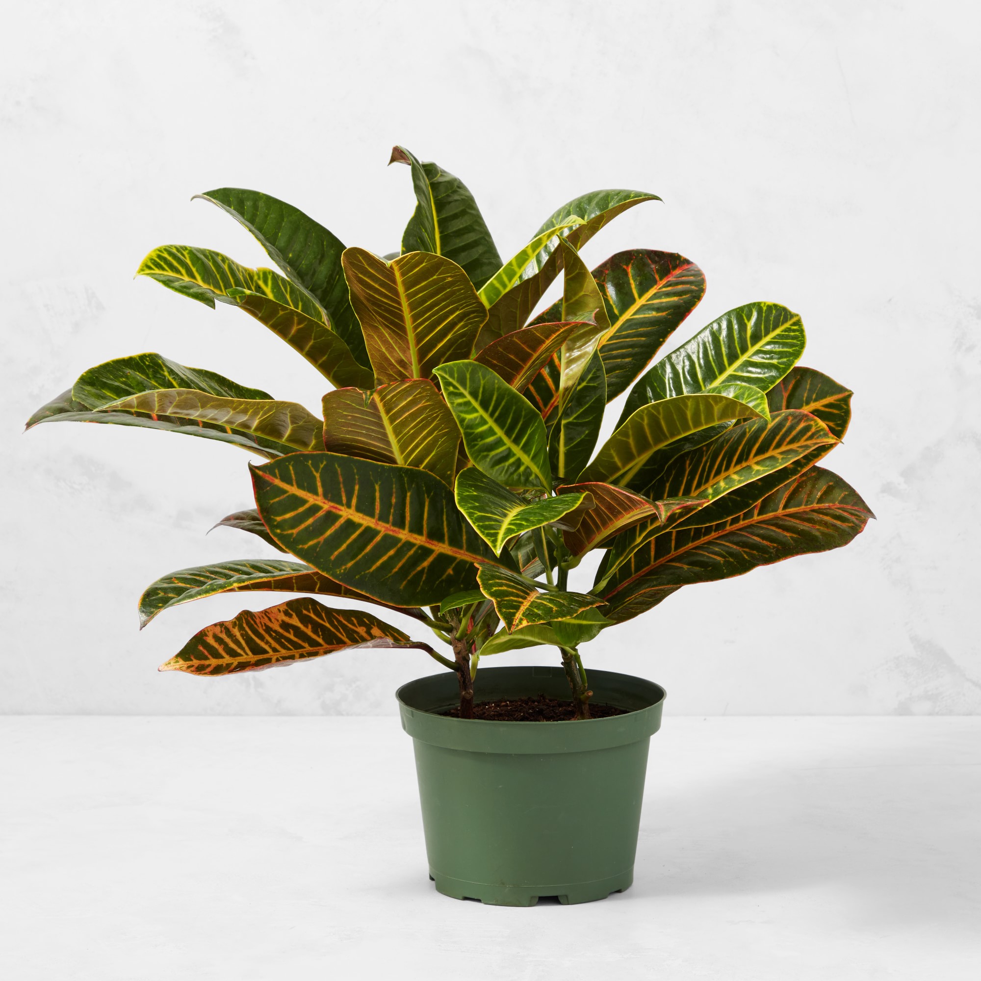 Live Croton House Plant, 16