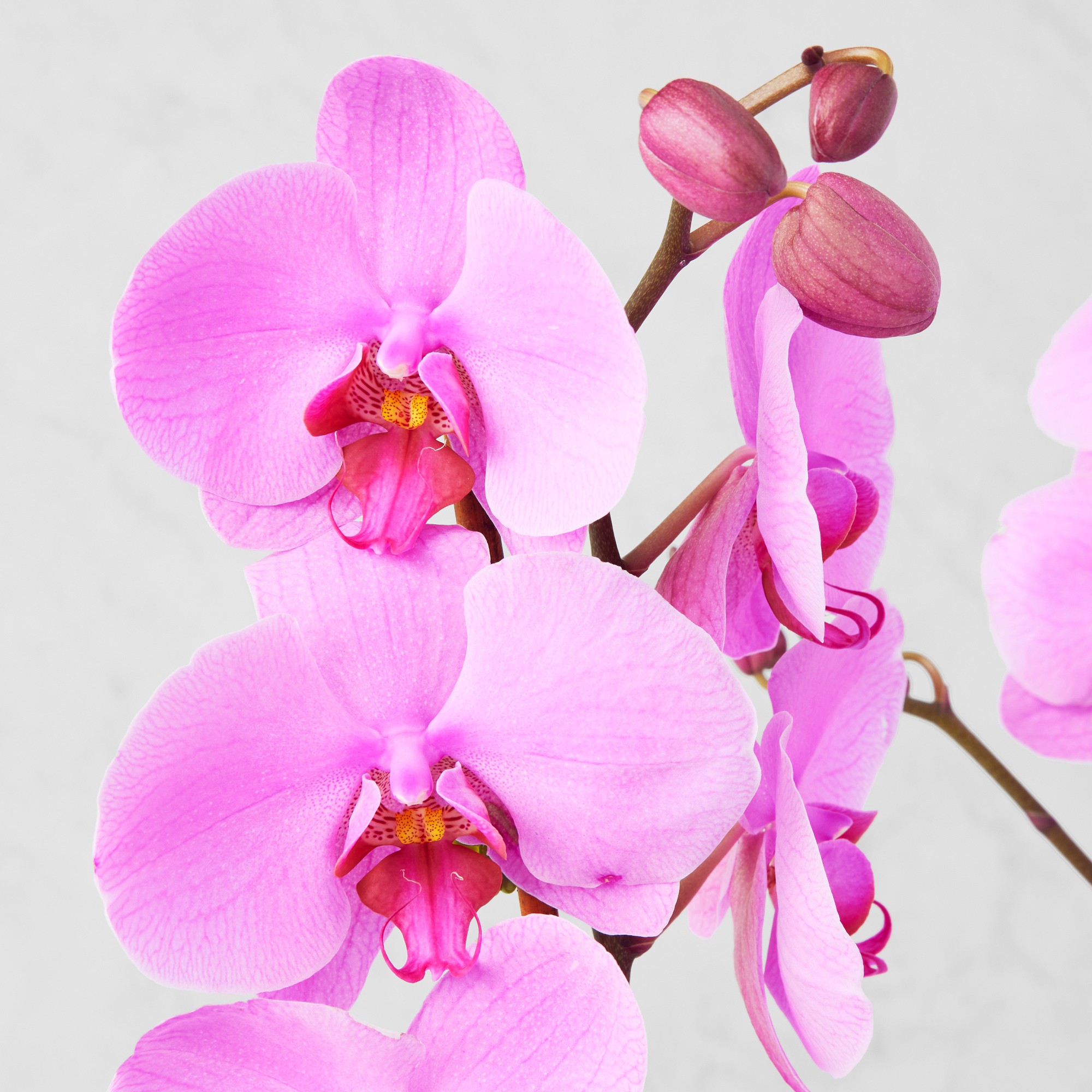 Fresh Double Pink Phalaenopsis Orchid in 5