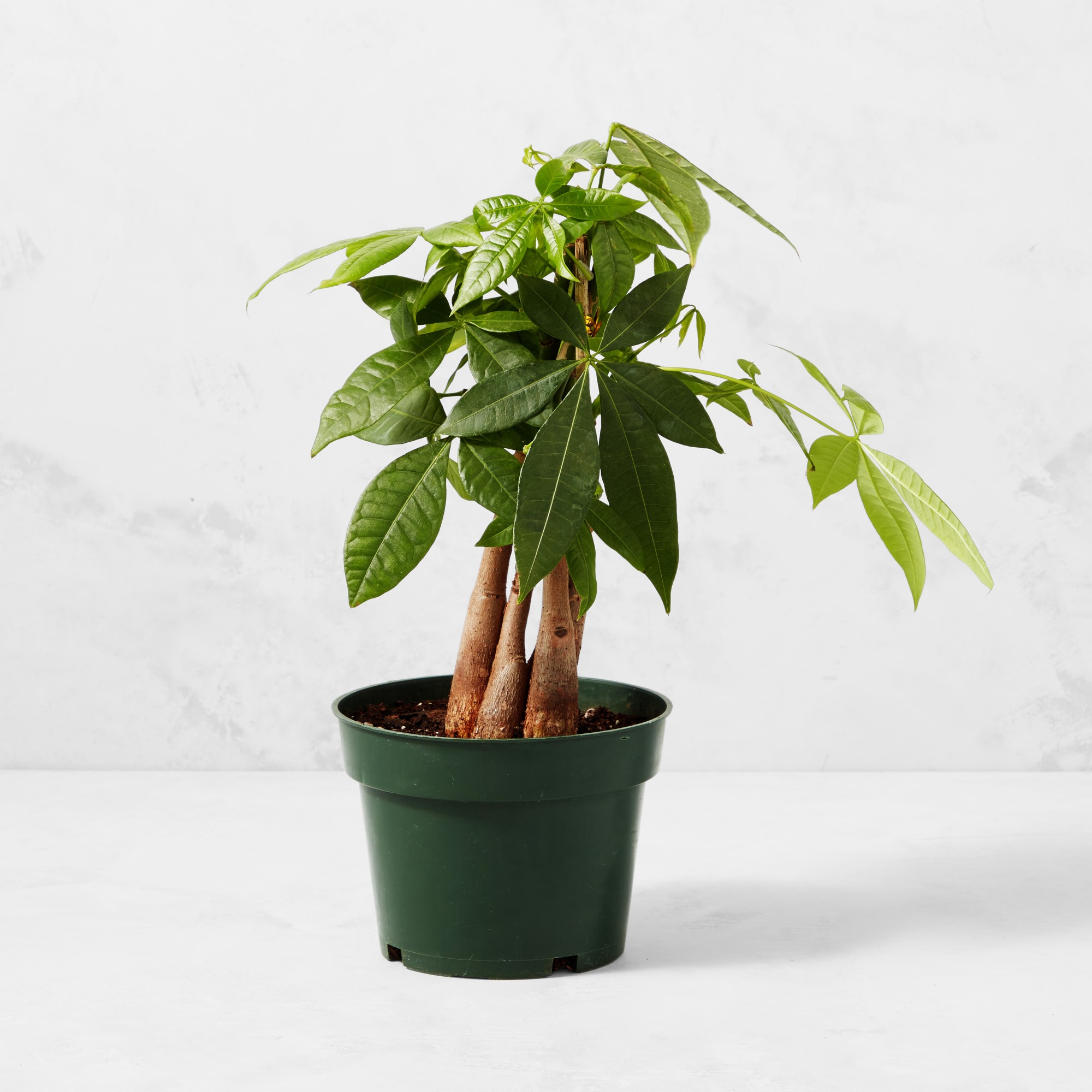 Live Money Tree House Plant, 18