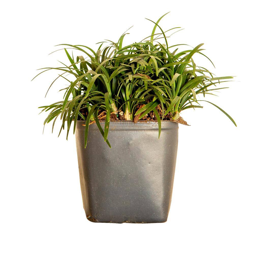 FLOWERWOOD Dwarf Mondo Grass 3 1/4 in. Pots (18-Pack) - Groundcover Plant 4391LP18