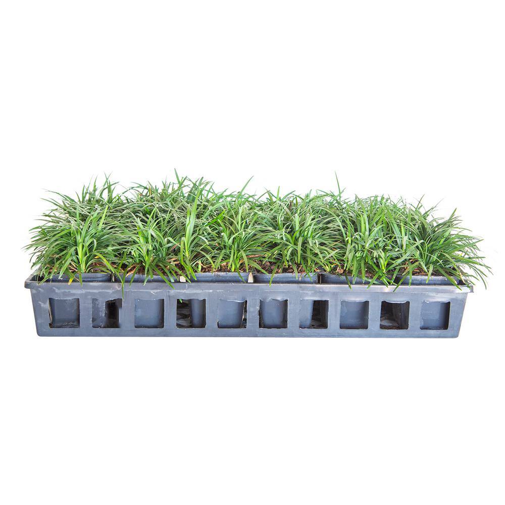 FLOWERWOOD Dwarf Mondo Grass 3 1/4 in. Pots (18-Pack) - Groundcover Plant 4391LP18