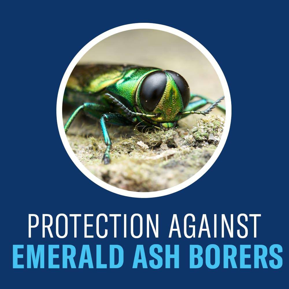 BIOADVANCED 1 Gal. Concentrate Tree and Shrub Protect with Feed Insect Killer 701915