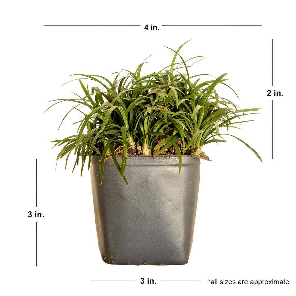 FLOWERWOOD Dwarf Mondo Grass 3 1/4 in. Pots (18-Pack) - Groundcover Plant 4391LP18