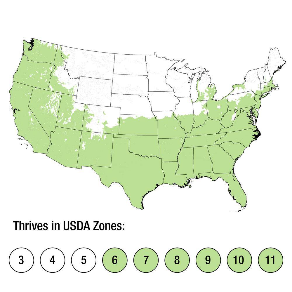 FLOWERWOOD Dwarf Mondo Grass 3 1/4 in. Pots (18-Pack) - Groundcover Plant 4391LP18