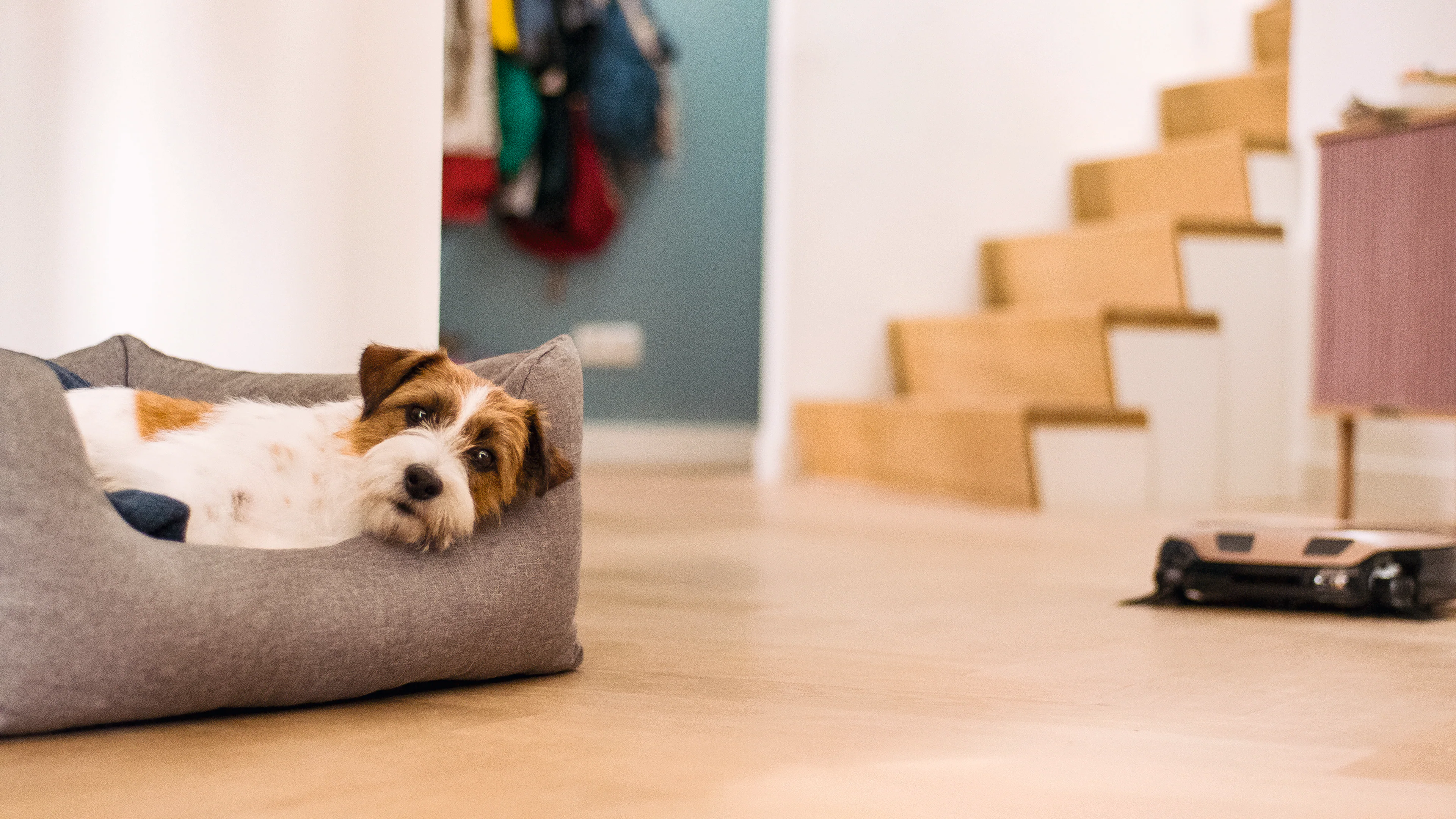 Scout RX3 Home Vision