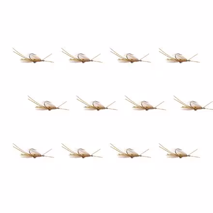 Squimp Tan 12-Pack