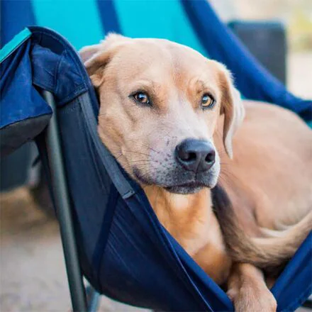 Lounger DL Camp Chair