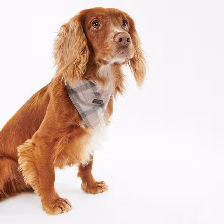 Tartan Bandana