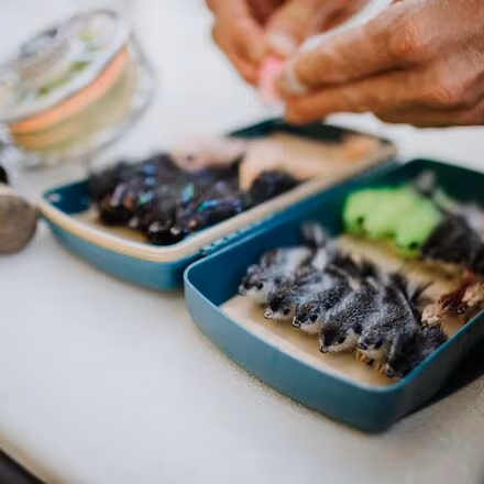 Tacky Pescador Medium Fly Box