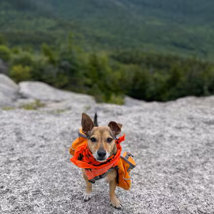 Dog Bandana With Insect Shield