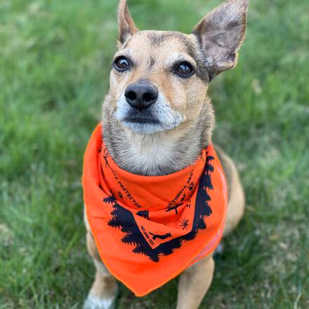 Dog Bandana With Insect Shield