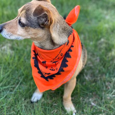 Dog Bandana With Insect Shield