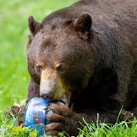 BV425-Sprint Bear Resistant Food Canister