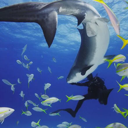 HERO11 Black Mini Dive Housing