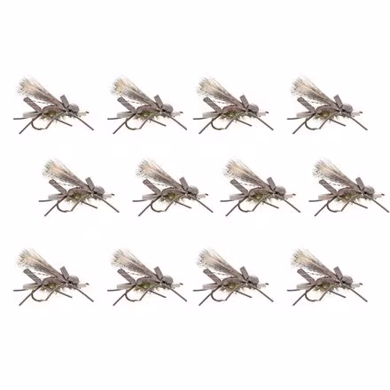 Amy's Ant 12-Pack