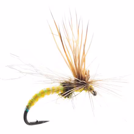 Missing Link 12-Pack